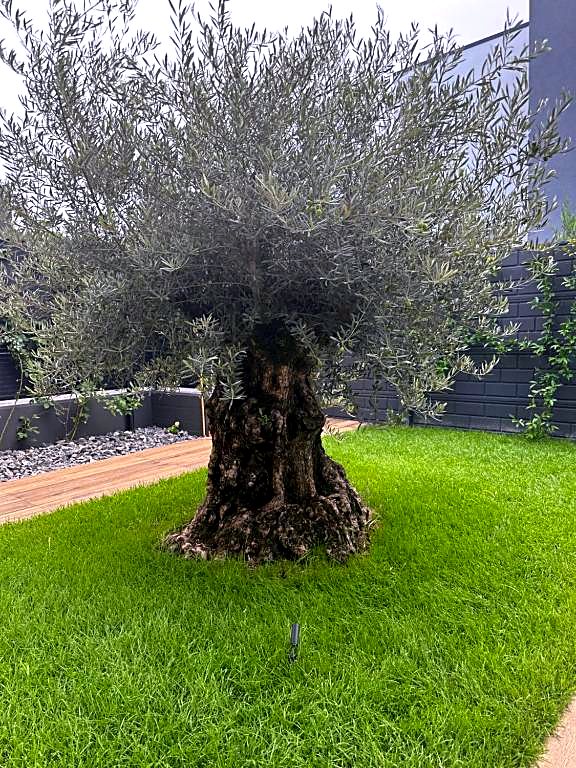 Ulivo secolare piantato al centro del prato