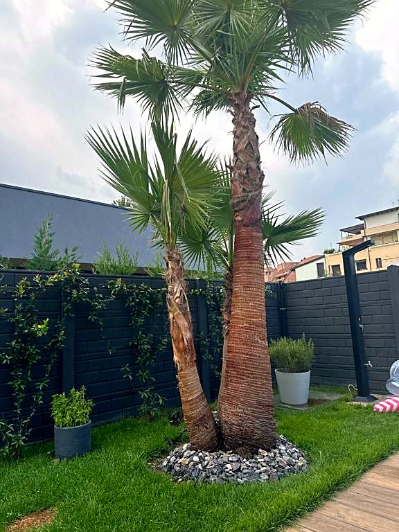 Due palme sul prato del giardino della villa